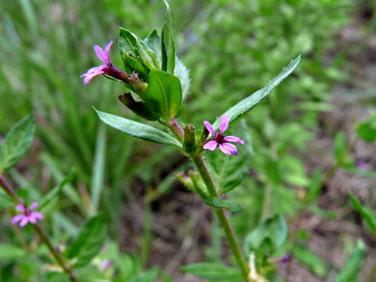 {Cuphea carthagenensis}